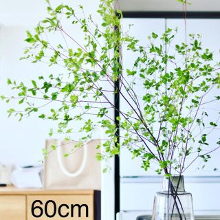 生花ドウダンツツジ　深山ドウダン　60cm×1束　枝物切花(その他)