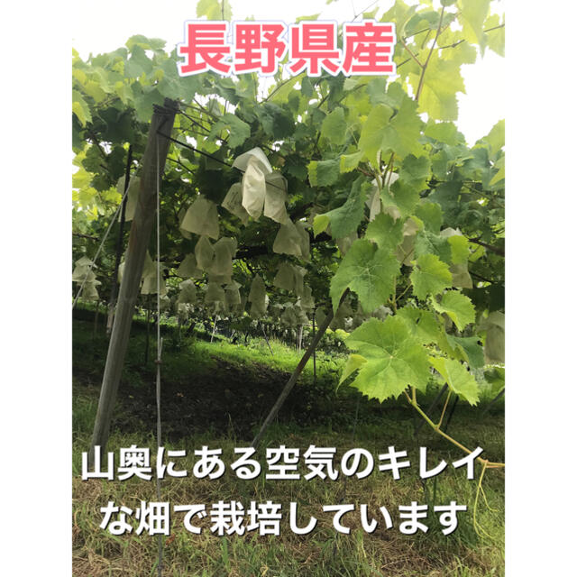 天山（てんざん）　家庭用　３キロ　長野県産　減農薬　濃厚！珍しい！ 食品/飲料/酒の食品(フルーツ)の商品写真