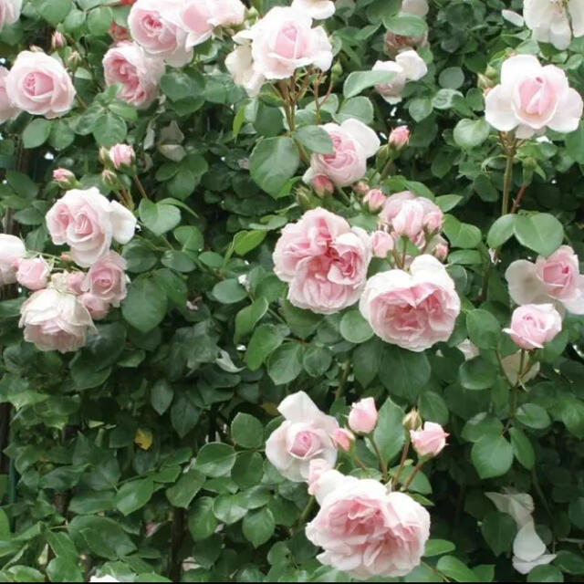 シンデレラ　つるバラ　挿し木苗　根っこ付き苗　小さい苗　可愛いピンクのバラ ハンドメイドのフラワー/ガーデン(その他)の商品写真