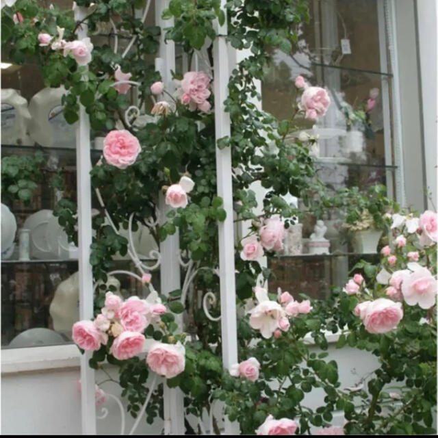シンデレラ　つるバラ　挿し木苗　根っこ付き苗　小さい苗　可愛いピンクのバラ ハンドメイドのフラワー/ガーデン(その他)の商品写真