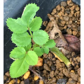 ✿専用です✨クシュッとした感じがかわいい✿バラ苗 薔薇挿し木苗
