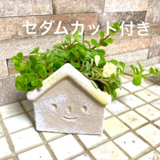 陶器　植え木鉢　ライナー付き　多肉植物カット苗付き　セダム(プランター)