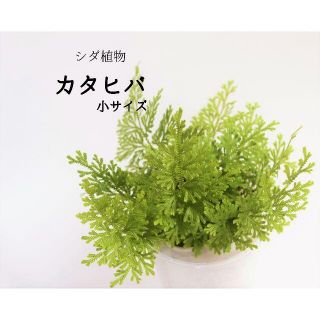 種 シダの通販 1 000点以上 フリマアプリ ラクマ