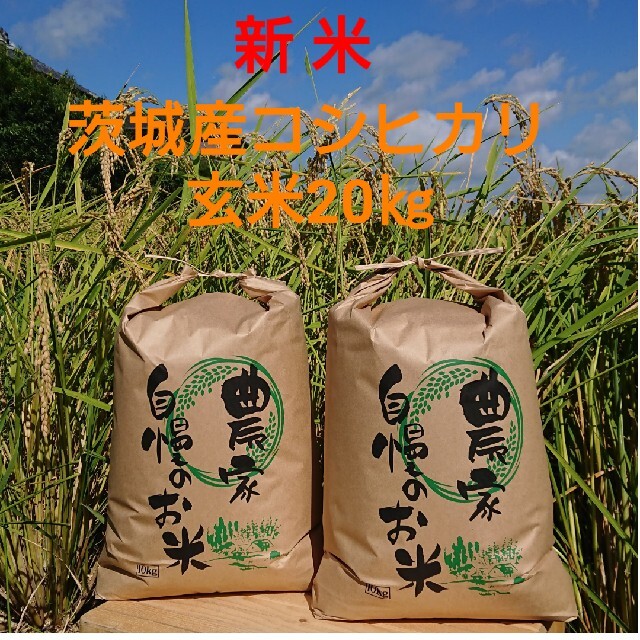 米/穀物茨城令和3年産新米コシヒカリ玄米20㎏