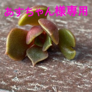 多肉植物　ビッグレッドドレス他　全6苗セット(その他)