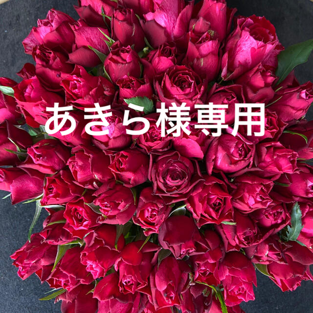 バラ【切り花・生花】フルフル（赤絞り）30㎝　60本　産地直送！赤薔薇　還暦