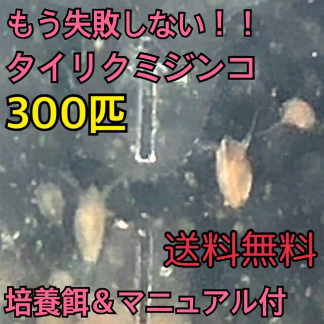 送料無料 タマミジンコ 30g 90000匹以上 生き餌 えさ メダカ