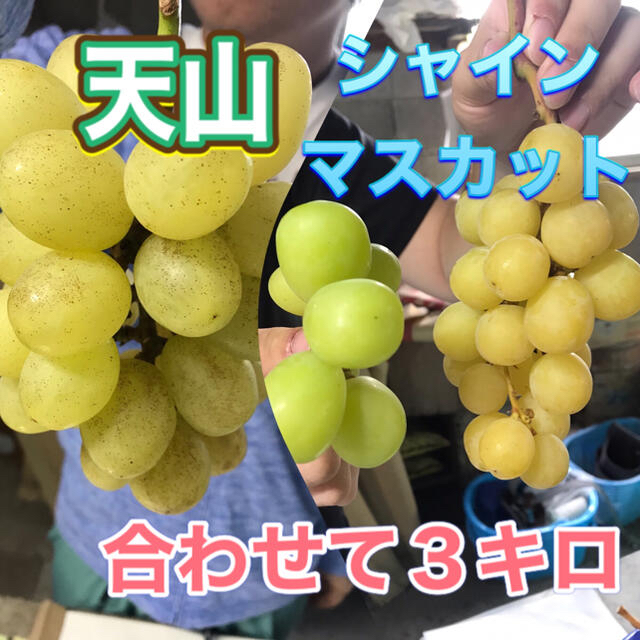 シャインマスカットと天山　家庭用　３キロ　長野県産　減農薬　章わんぱく農園 食品/飲料/酒の食品(フルーツ)の商品写真