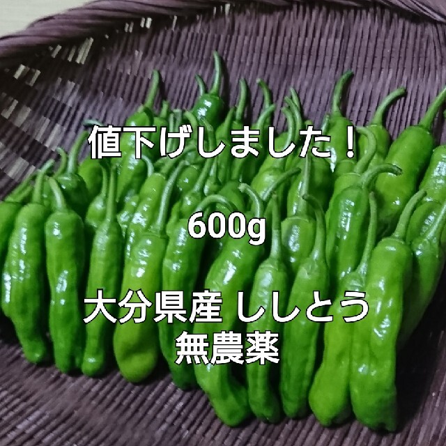 まもなく終了！ 600g(140本前後) 大分県産 ししとう 無農薬 食品/飲料/酒の食品(野菜)の商品写真