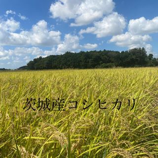 令和3年度　茨城県産　コシヒカリ　10kg   新米(米/穀物)