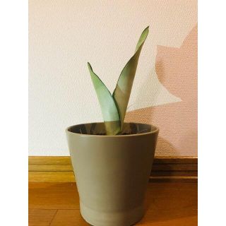 サンスベリア　シルバーキング　観葉植物(その他)