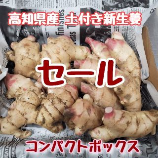  土付き新生姜セール品 コンパクト(野菜)