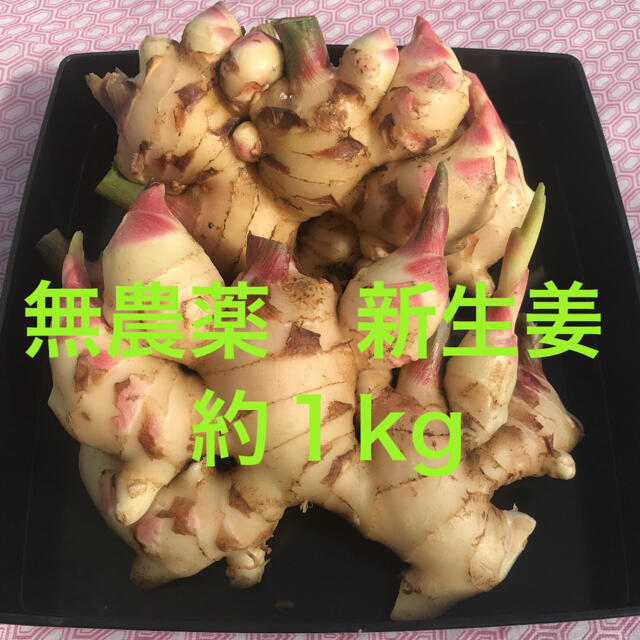 朝採り旬野菜　新生姜　約１kg＋おまけ 食品/飲料/酒の食品(野菜)の商品写真
