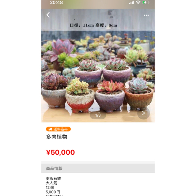 多肉植物 達磨アメティナム錦 覆輪&西瓜斑入り 最適な材料 51.0%OFF xn