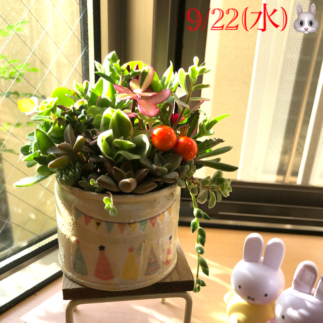 多肉植物❤︎寄せ植え❤︎このまま飾れます♪