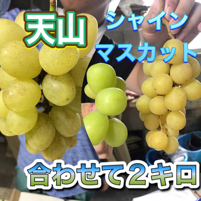 食品 ぴよん様専用 シャインと天山 家庭用 合計5キロ 章わんぱく農園