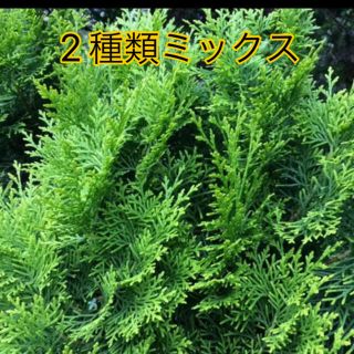 コノテガシワ　観葉植物　リース作り(ドライフラワー)