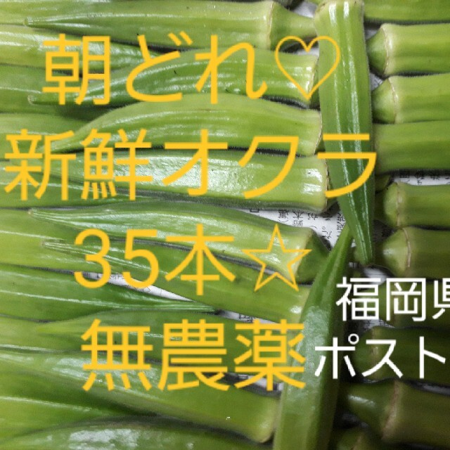 【無農薬】オクラ35本 ポスト投函 食品/飲料/酒の食品(野菜)の商品写真