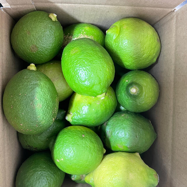 天草産グリーンレモン　1kg 食品/飲料/酒の食品(フルーツ)の商品写真