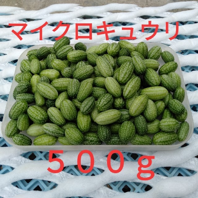 かわいい野菜　マイクロキュウリ　500ｇ 食品/飲料/酒の食品(野菜)の商品写真