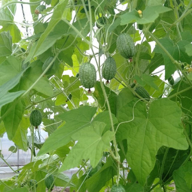 かわいい野菜　マイクロキュウリ　500ｇ 食品/飲料/酒の食品(野菜)の商品写真