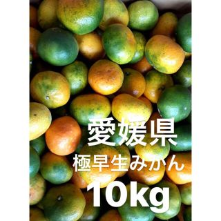 愛媛県産　極早生みかん　10kg(フルーツ)