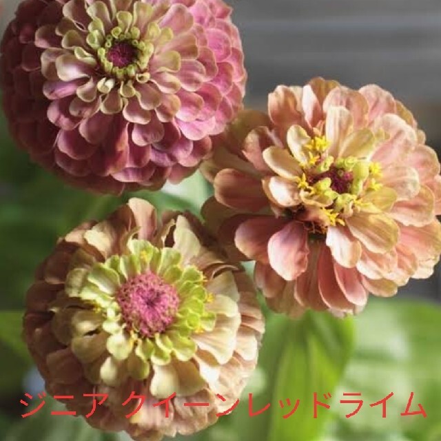 ジニア  クイーンレッドライム  花種 ハンドメイドのフラワー/ガーデン(その他)の商品写真