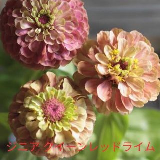 ジニア  クイーンレッドライム  花種(その他)