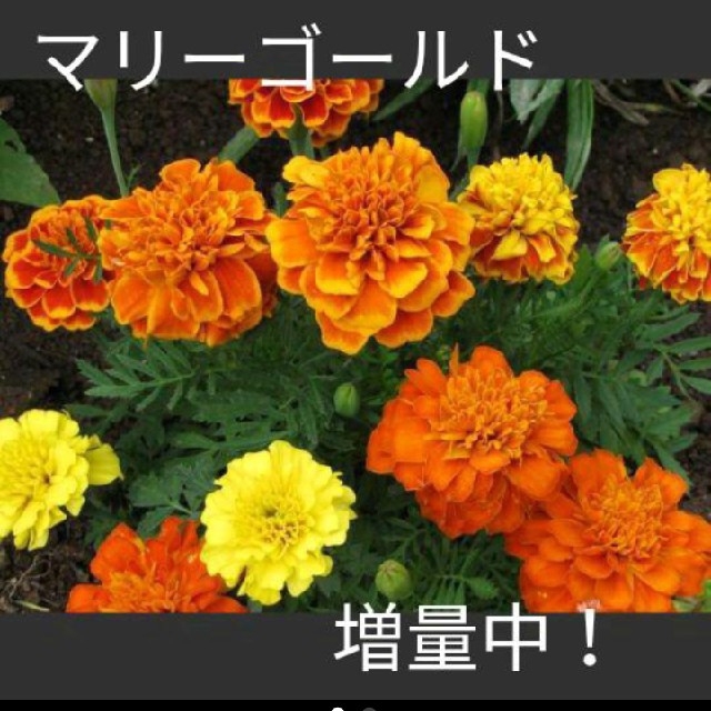 おまけ付き！マリーゴールドの種とおまけでひまわりの種、しそ、ニラの種付けます！ ハンドメイドのフラワー/ガーデン(その他)の商品写真