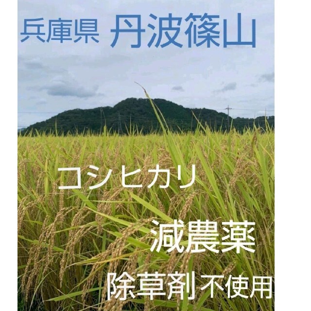 丹波篠山　令和3年度産　「玄米8kg」　新米　米/穀物