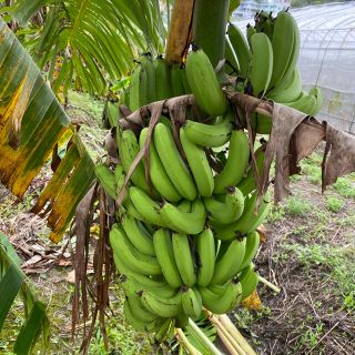 沖縄県産 三尺バナナ 無農薬 5キロ 4,000円
