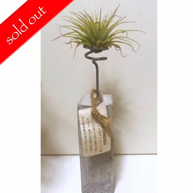 スタイリッシュ✴︎Airplants セットその他