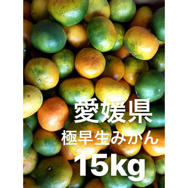 愛媛県産　極早生みかん　15kg 食品/飲料/酒の食品(フルーツ)の商品写真