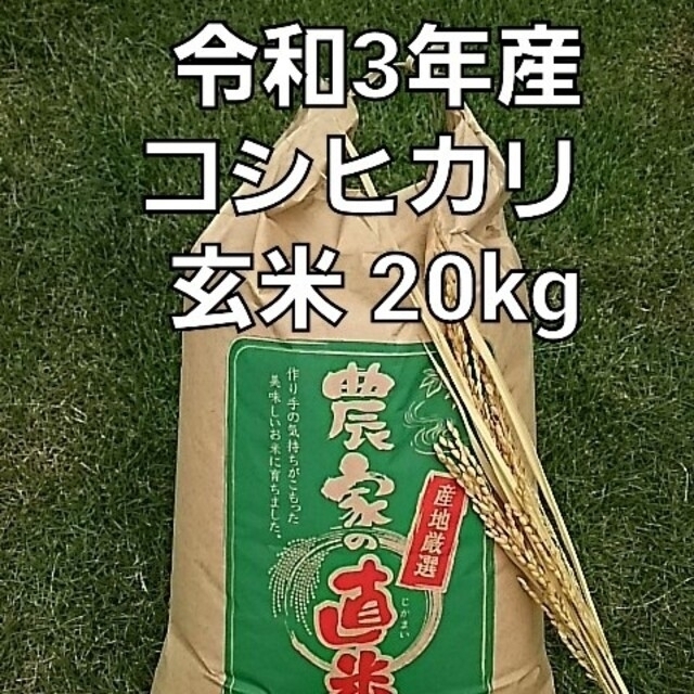 新米 令和3年産コシヒカリ玄米20kgみかん付き食品/飲料/酒