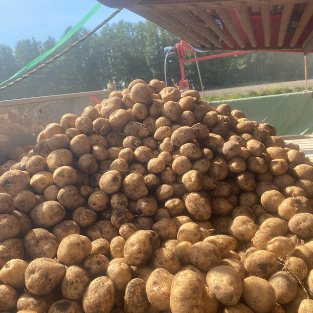 《北海道産》土付きじゃがいも10kg 食品/飲料/酒の食品(野菜)の商品写真