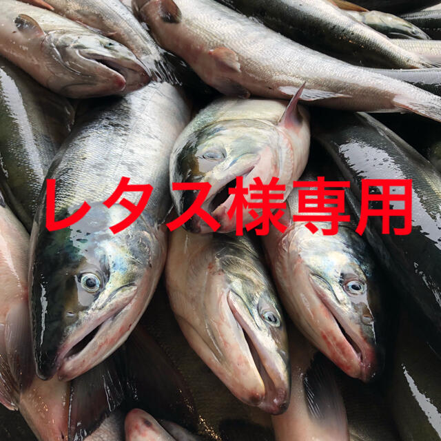 【時間指定不可】 レタス様専用　北海道産秋鮭 魚介