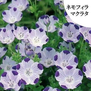 秋まき　花の種　ネモフィラ・マクラタ　種　50粒　(その他)