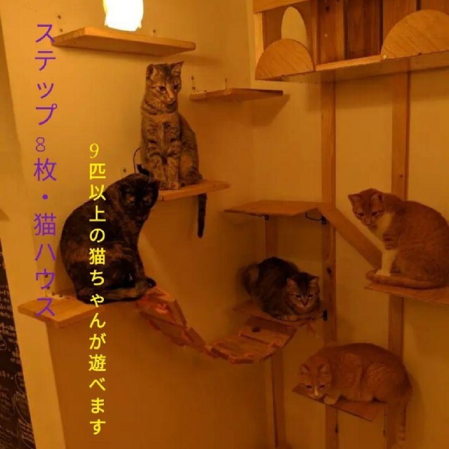 【猫カフェ】キャットタワー＆猫ハウス