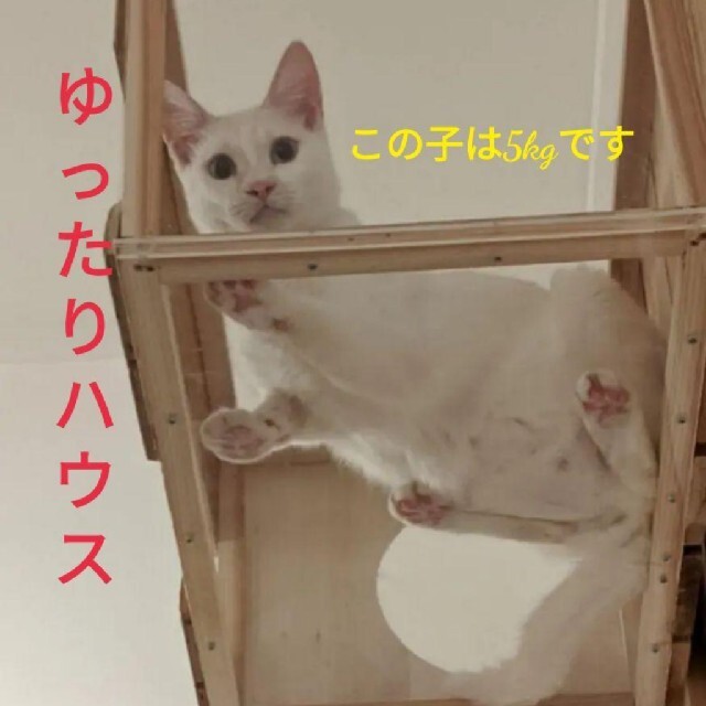 【猫カフェ】キャットタワー＆猫ハウス