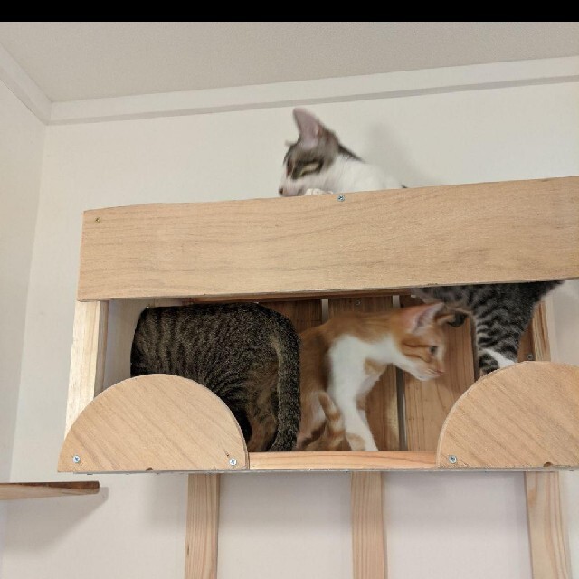 【猫カフェ】キャットタワー＆猫ハウス