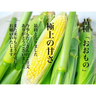 とうもろこし10本(野菜)