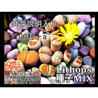 【これから蒔時】リトープス ミックス 種子 100粒+a 発芽説明入り(その他)