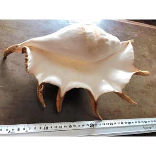 天然ラクダガイ　　貝殻38cm  (置物)