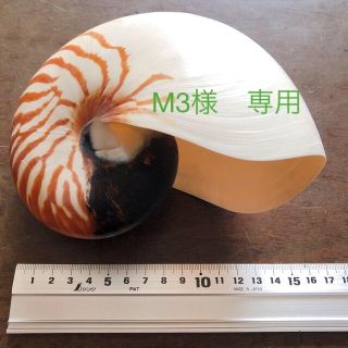 オウムガイ貝殻　約17cm(置物)