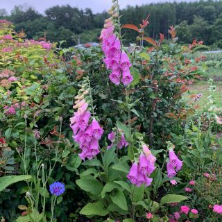 ジキタリス　抜き苗　5本(その他)