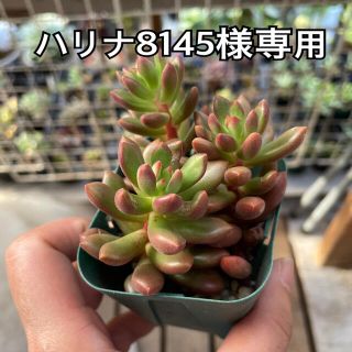 ハリナ8145様専用 多肉植物(その他)