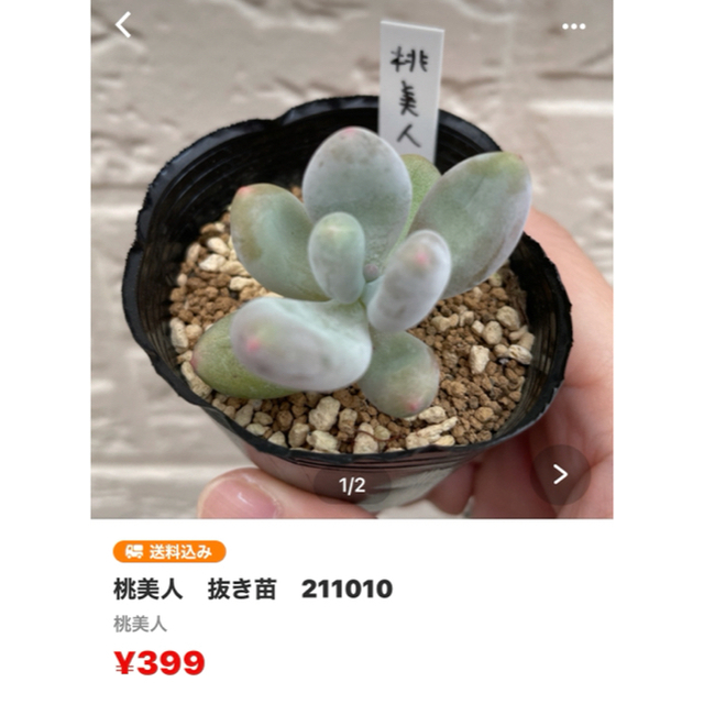 【ケリー様専用】多肉植物　4点 ハンドメイドのフラワー/ガーデン(その他)の商品写真