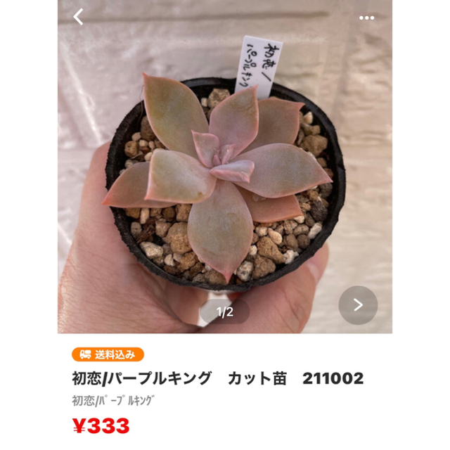 【ケリー様専用】多肉植物　4点 ハンドメイドのフラワー/ガーデン(その他)の商品写真