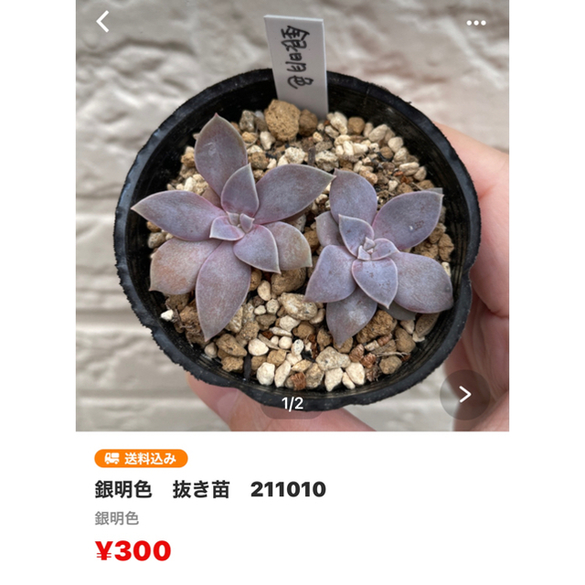 【ケリー様専用】多肉植物　4点 ハンドメイドのフラワー/ガーデン(その他)の商品写真