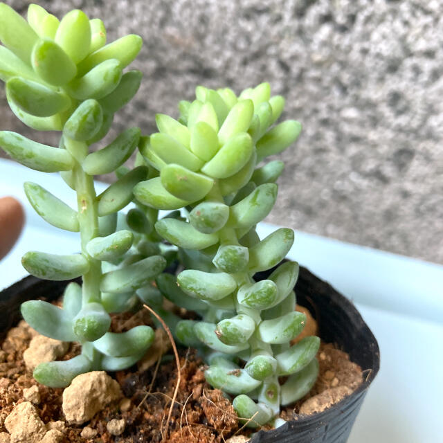 多肉植物✴︎ 新玉つづり　抜き苗　5株